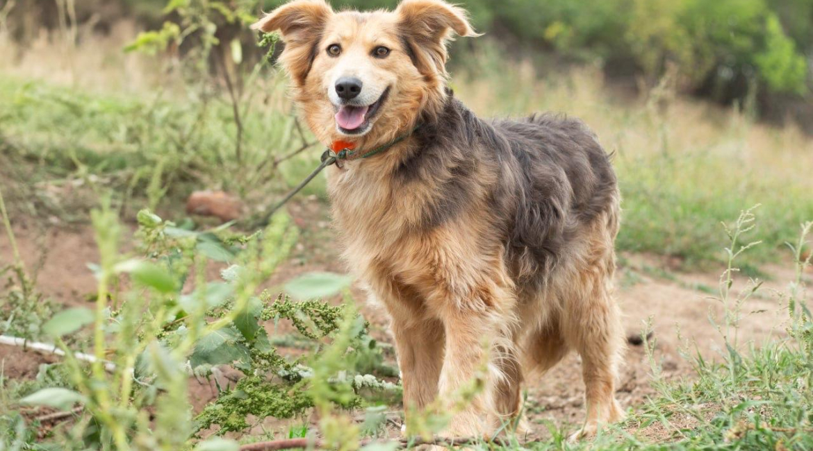 Chiens à adopter